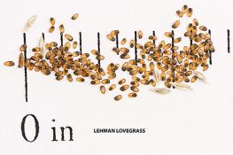 Lehman Lovegrass - VNS